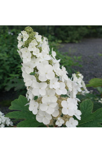 Hydrangea quercifolia Alice квітка